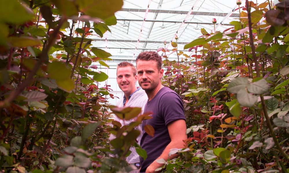 Het onderzoek met 100% LED’s bij roos heeft veel informatie opgeleverd. De doelstelling om lichtuitstoot te beperken en energie te besparen is gehaald.