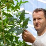 Tomatengalmijt zit wijder verspreid in kas dan gedacht