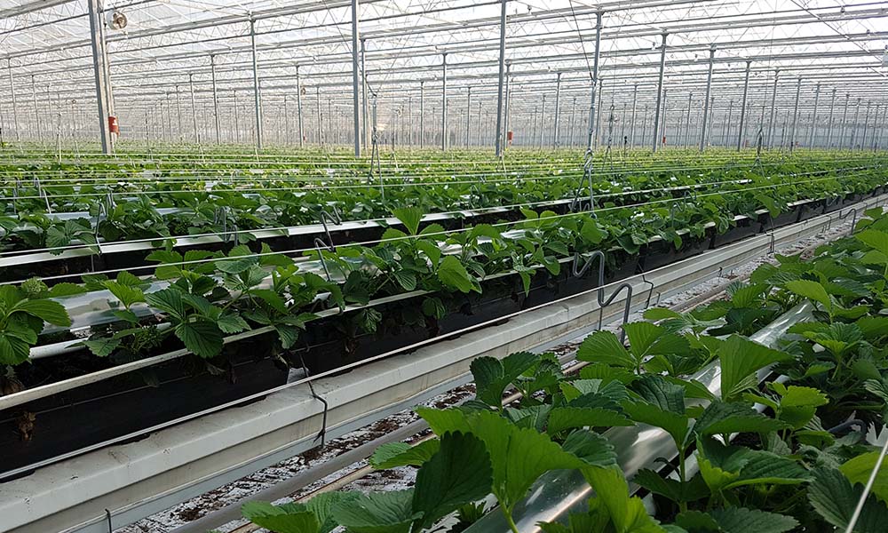 Kas Royal Berry in tuinbouwgebied NEXTgarden