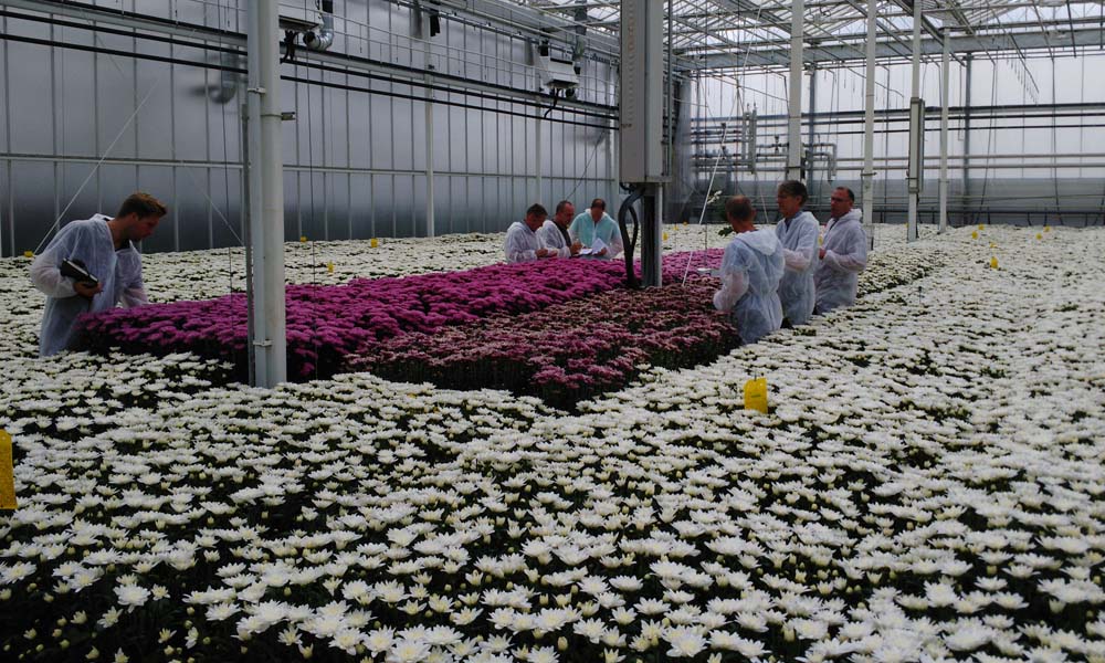 Tijdens de eerste drie teelten binnen het project De Perfecte Chrysant bij het Improvement Centre zijn verschillende interessante dingen naar voren gekomen.