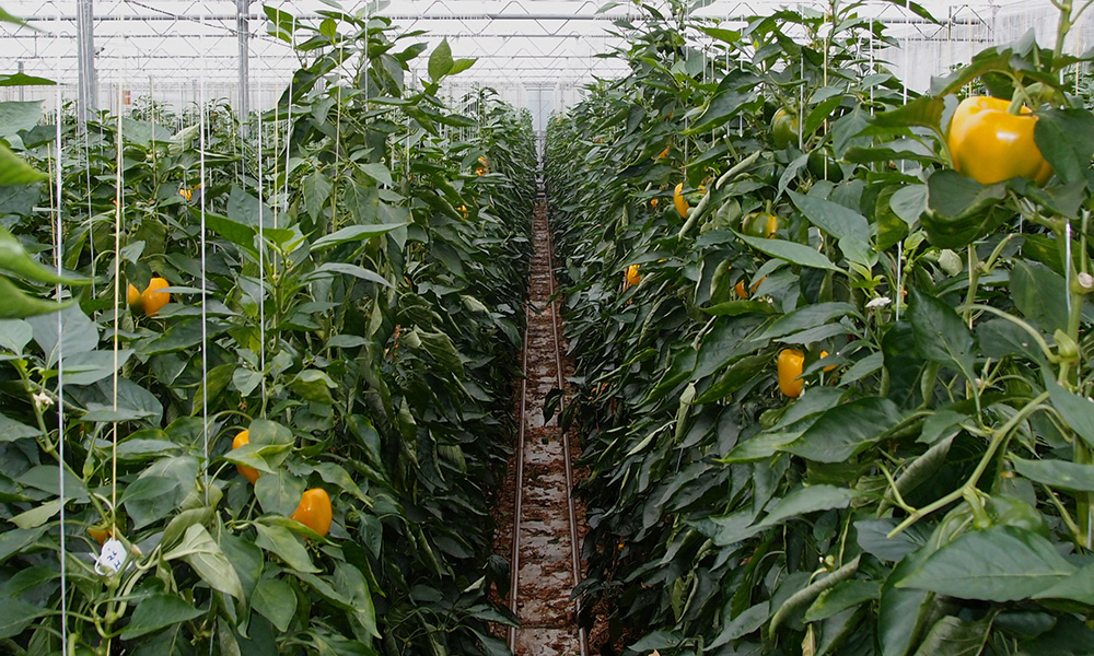 Monitoring van plagen is de basis van biologische bestrijding en een grote stap naar een residu-vrij product. Binnenkort start het project PeMaTo-EuroPep