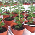 Een alternatief is het sturen op een weerbare bodem. Samen met telers van chrysant en biologische vruchtgroenten is een bodemweerbaarheidsmodel ontwikkeld.