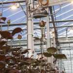 Deskstudie ‘Het Nieuwe Belichten’ met warmteterugwinning. Rozen telen zonder fossiele energie is economisch haalbaar