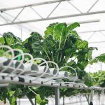 AmHydro hydroponics