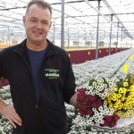 Madiba’s, een chrysantensoort met veel kleine bloemetjes op een steel en steeds populairder in de boeketterie. De bloem is vernoemd naar Nelson Mandela