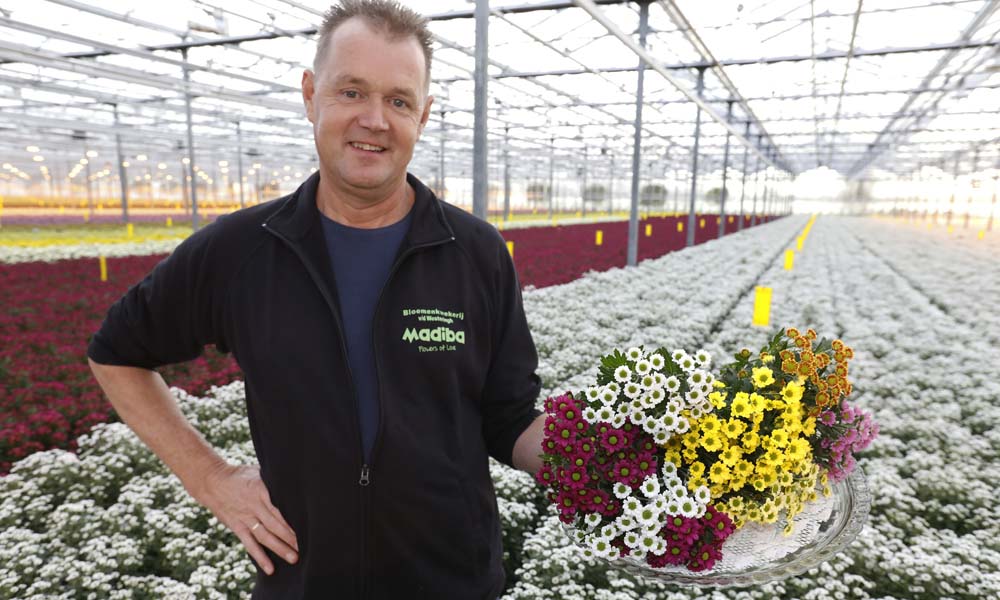 Madiba’s, een chrysantensoort met veel kleine bloemetjes op een steel en steeds populairder in de boeketterie. De bloem is vernoemd naar Nelson Mandela