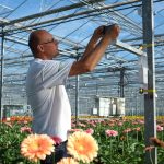 Mardenkro AR-coating gerberakas