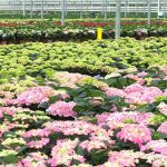 Hortensia's bij Sjaak Van Schie