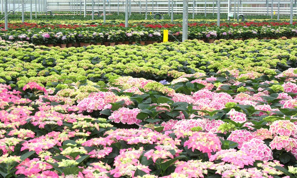 Hortensia's bij Sjaak Van Schie