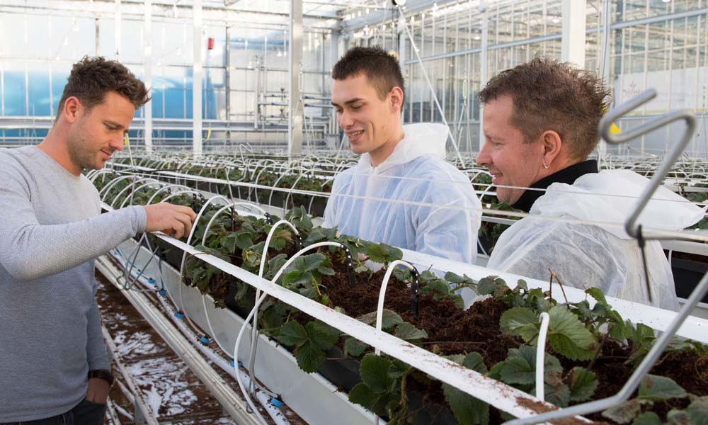 De eerste fase van de doorteelt aardbei volgens de principes van Het Nieuwe Telen is afgerond. Een warm najaar en tipburn hebben de resultaten beïnvloed.