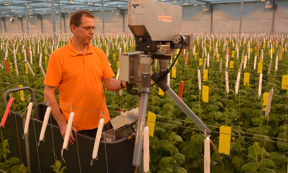 Wijnen Square Crops testte afgelopen jaar een automatische verdeler van roof- en voermijten in hogedraadkomkommers.
