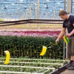 Eco-metabolomics is een methode om in kaart te brengen welke secundaire metabolieten een rol spelen bij weerbaarheid tegen ziekten en plagen.