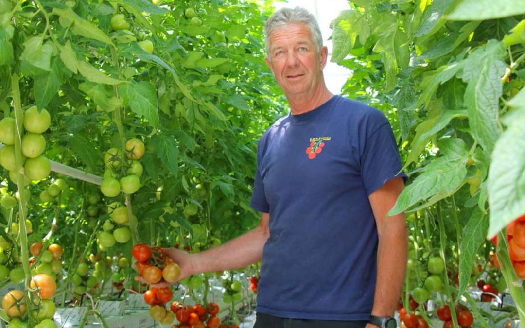 Tomatenteler verfijnt meststofgift steeds verder en houdt systeem schoon