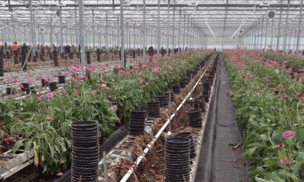 Bij het uitruimen van het oude Gerbera gewas is hygiëne van zeer groot belang.
