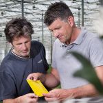 Chrysantentelers krijgen bestrijding trips eindelijk iets beter op de rit
