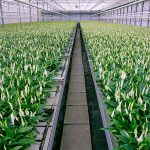 Nieuwe soorten vragen soms om een aangepast voedingsrecept. Bij de standaard teeltwijze kunnen deze planten gebreksverschijnselen als chlorose vertonen.