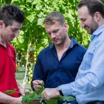Polyfosfaat in NPK-meststof dringt neusrot en chlorose terug