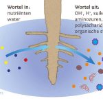 Het hele bodemleven communiceert met elkaar via vluchtige stoffen. Planten doen daar volop aan mee.