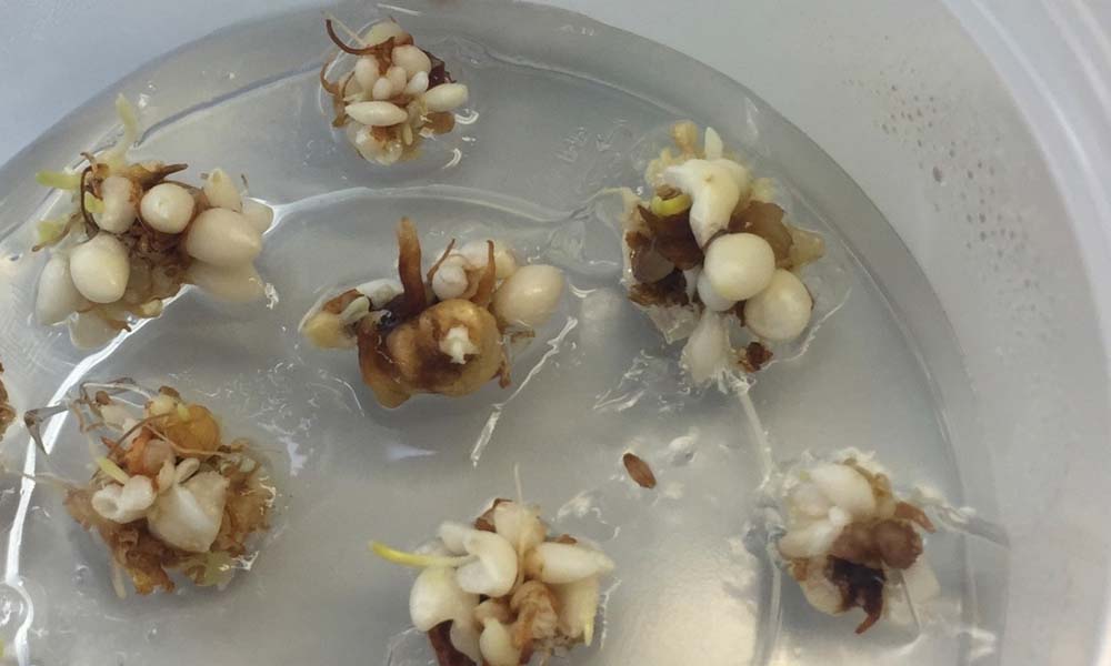 Vermeerdering van tulpenbollen door Dümmen Orange