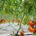 TuinbouwAlert publiceert hygiëneprotocol voor bestrijding Tomatenchlorosisvirus