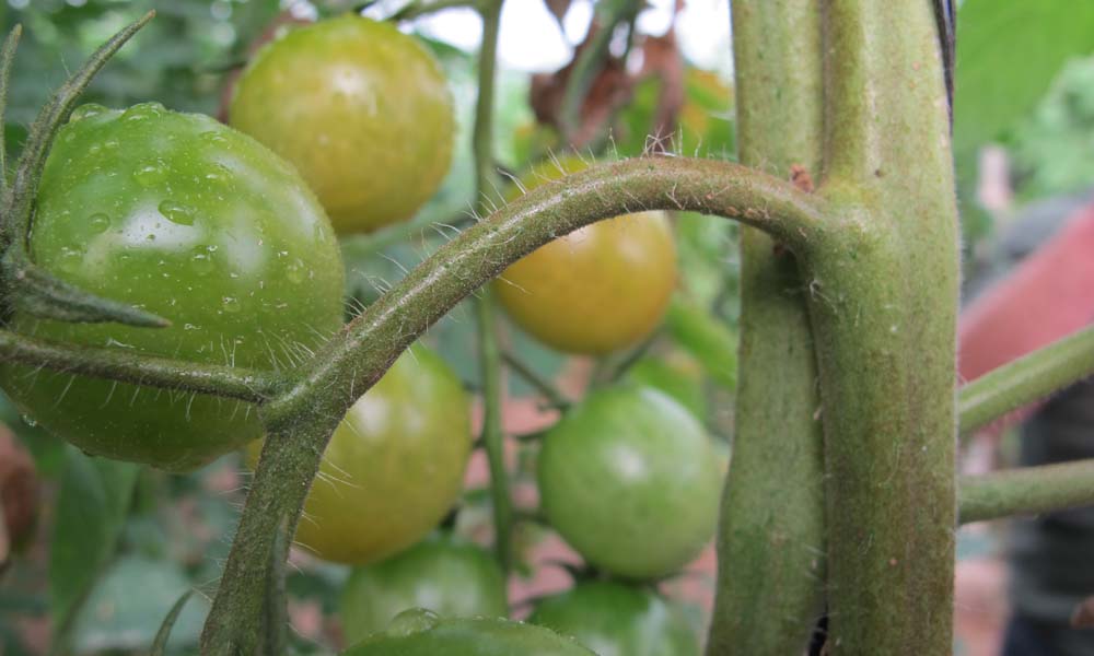 Lichte schade aan de tomatenplant door galmijt