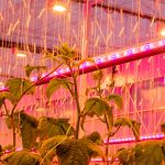 proef met de projectnaam ‘De Groenste komkommer’