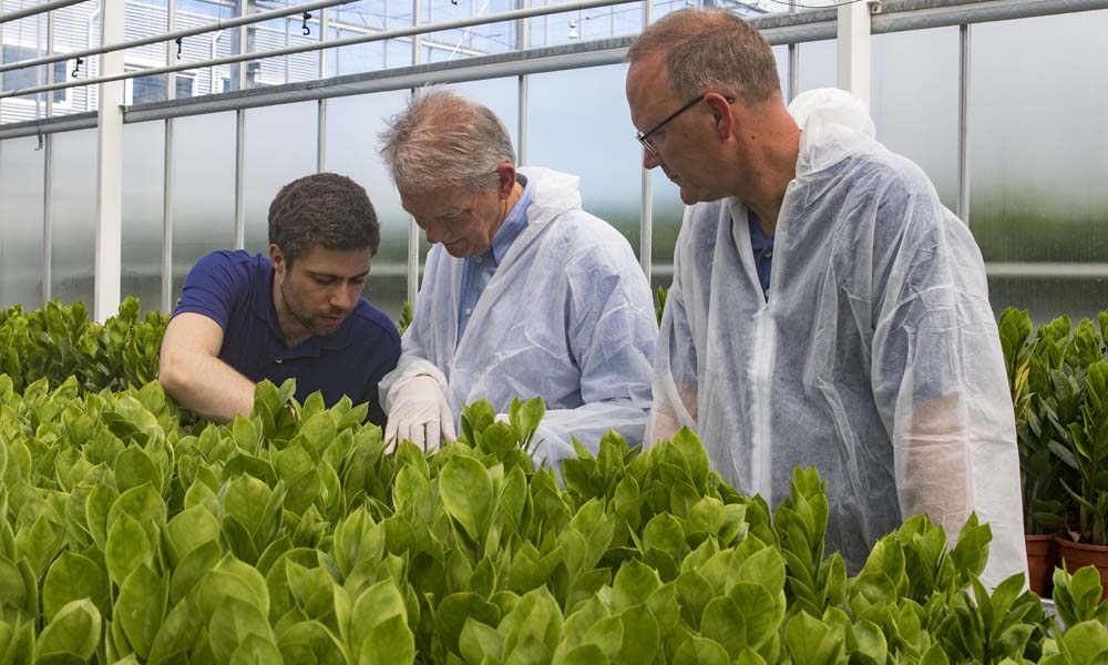 Onderzoekers van het Delphy Improvement Centre in Bleiswijk hebben goede teeltresultaten bereikt met zamioculcas door de principes van Het Nieuwe Telen toe te passen. De planten zijn vier weken eerder leverbaar dan die van de naastgelegen referentieafdeling.