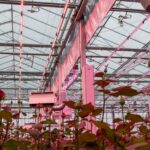 Lastige zomer met dip in taklengte en takgewicht