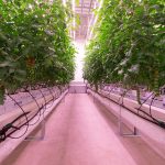 Tomaten in Certhon Innovation Centre