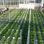 Chrysant op water is veelbelovend, maar finetuning nog nodig