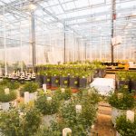 De onderzoekskassen van kassencomplex Unifarm.