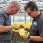 Systeemaanpak biologie en BotaniGard werkt ook goed in lastig jaar