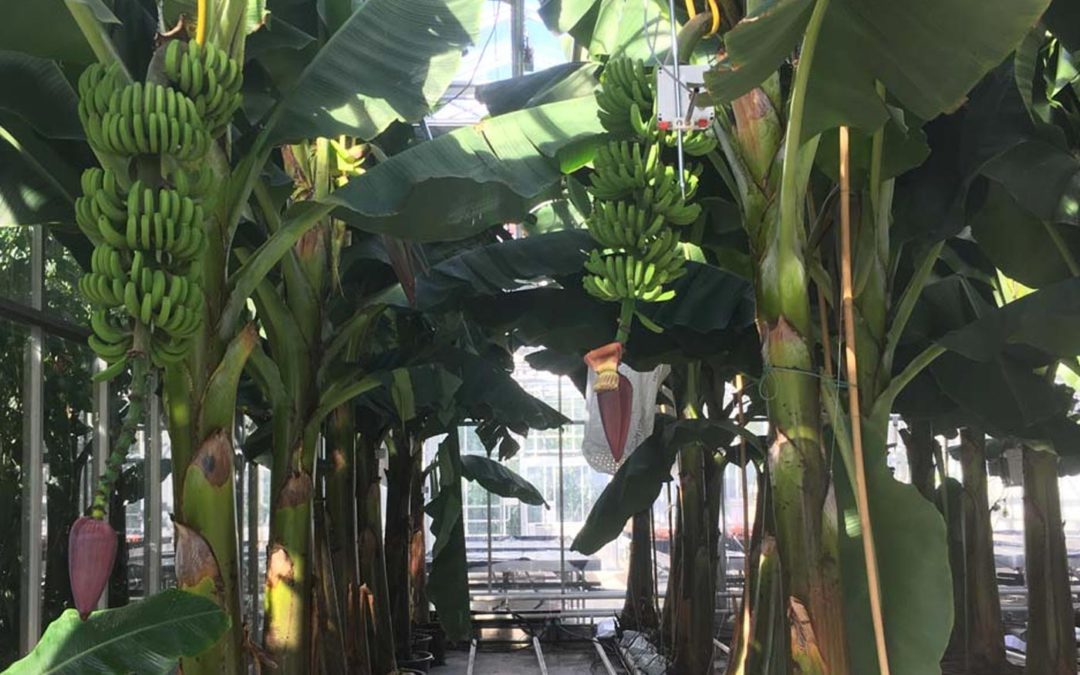 Eerste bananen uit Nederlandse kas geoogst