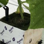 Minder chemie, meer biologie dankzij verrijkte Biochar