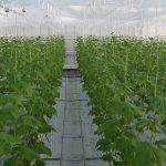 Nieuw onderzoek in winterlichtkas met komkommer