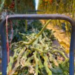 BioBoost inventariseert afvalstromen en kansen voor circulaire en biobased economie