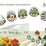 Bewaren van bloembollen kan energiezuiniger