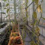 Project beheersing Fusarium in vanille
