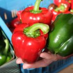 rode en groene paprika