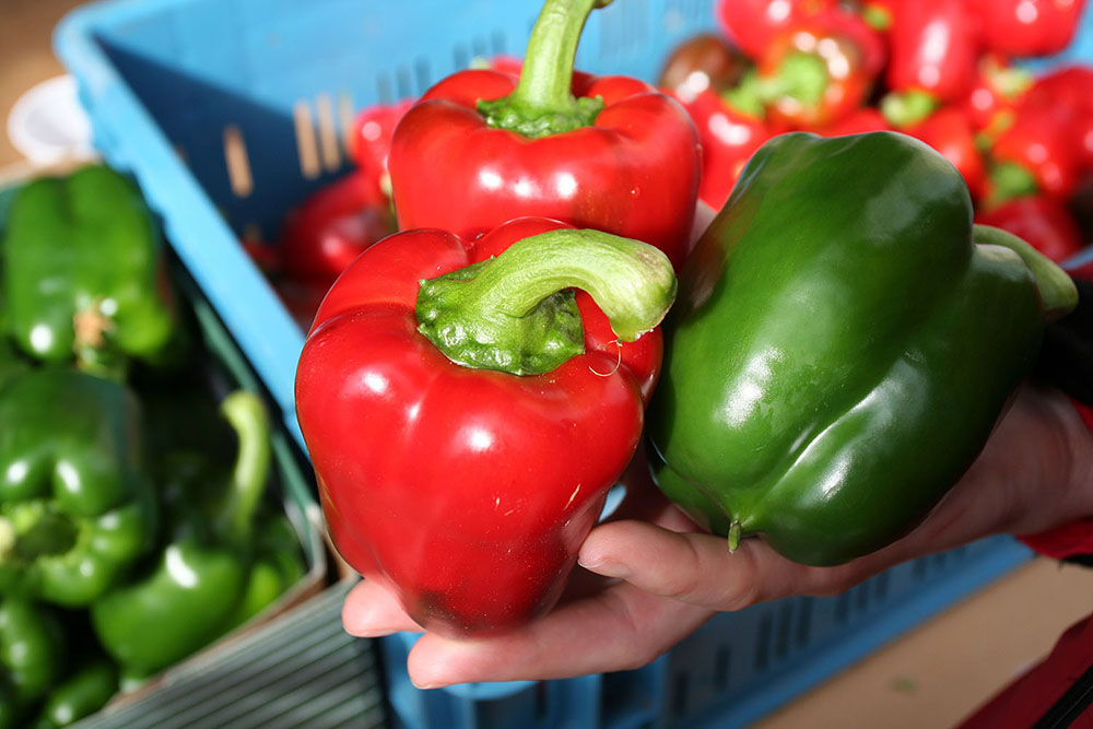 rode en groene paprika