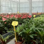 Zout remt vermogen van planten om te strekken
