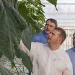 Langdurige hogedraadteelt met herbeworteling geeft hoge productie