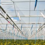 Nu de warme zomerperiode is aangebroken, gaan de gedachten van menig teler af en toe terug naar de droge, hete zomer van 2018. Willem Valstar geeft tomatentelers advies over hoe te handelen bij lange periodes van droogte en hitte.