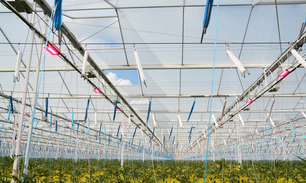 Nu de warme zomerperiode is aangebroken, gaan de gedachten van menig teler af en toe terug naar de droge, hete zomer van 2018. Willem Valstar geeft tomatentelers advies over hoe te handelen bij lange periodes van droogte en hitte.