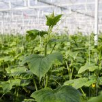 Wees goed voorbereid op extreem hoge temperaturen