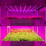 Nieuwe onderzoeksfaciliteit voor daglichtloos telen in Bleiswijk