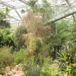 Hortus Amsterdam zoekt kassenbouwers