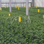 CO2-verdeling meten tussen het gewas