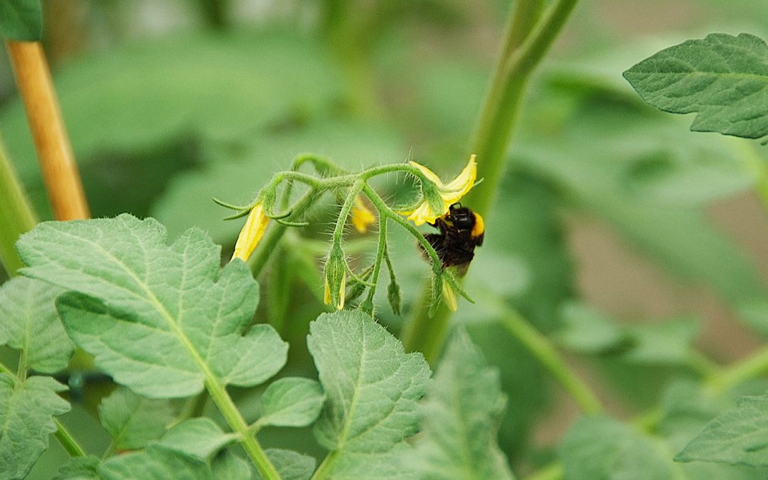 Insectenvraat beïnvloedt bestuifbaarheid van bloemen