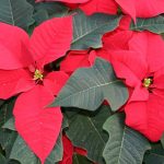 Verbetering assortiment poinsettia door sortimentsvergelijking